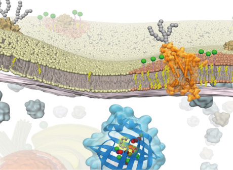 Schematic illustration of cell membrane. Membrane proteins (orange) are surrounded by lipid molecules forming microdomains.